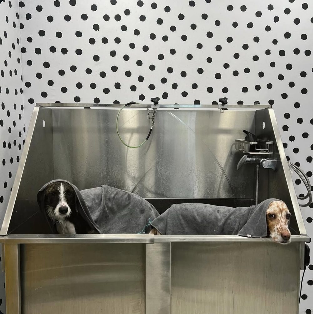 Dog wrapped in a towel in the grooming bath