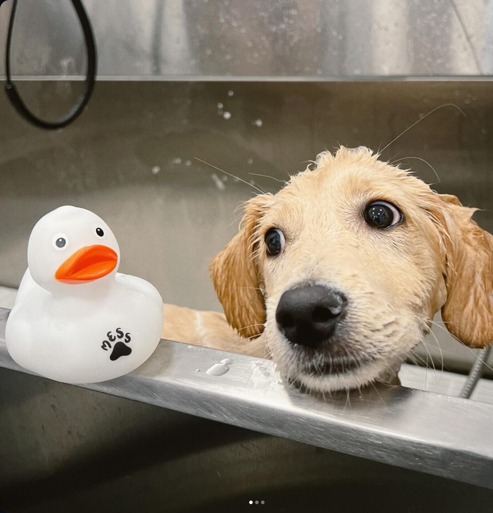 A happy golden retriever puppy enjoying a bath with a rubber duck at MESS Grooming