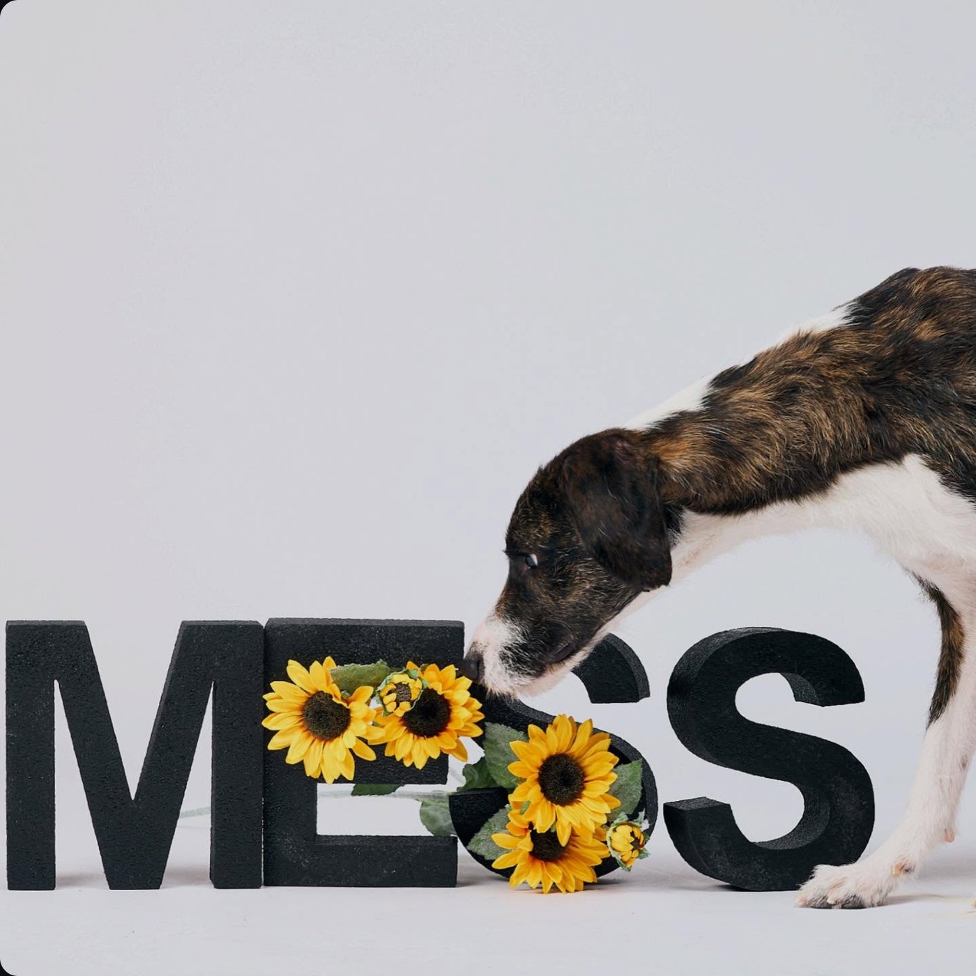 A curious dog sniffing giant MESS letters decorated with sunflowers
